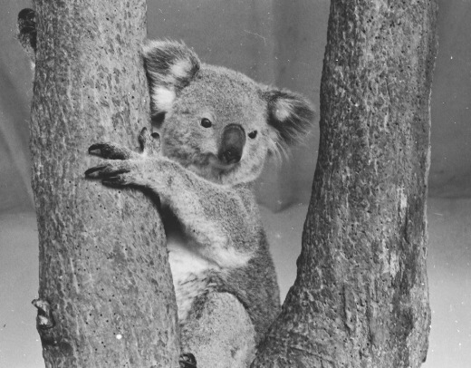 Koala