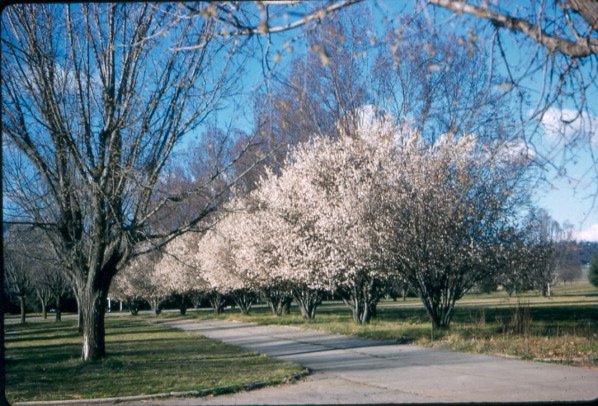 Blossom - Canberra