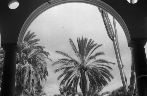 Palms in Las Palmas