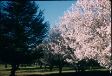 Blossom - Canberra