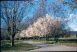 Blossom - Canberra